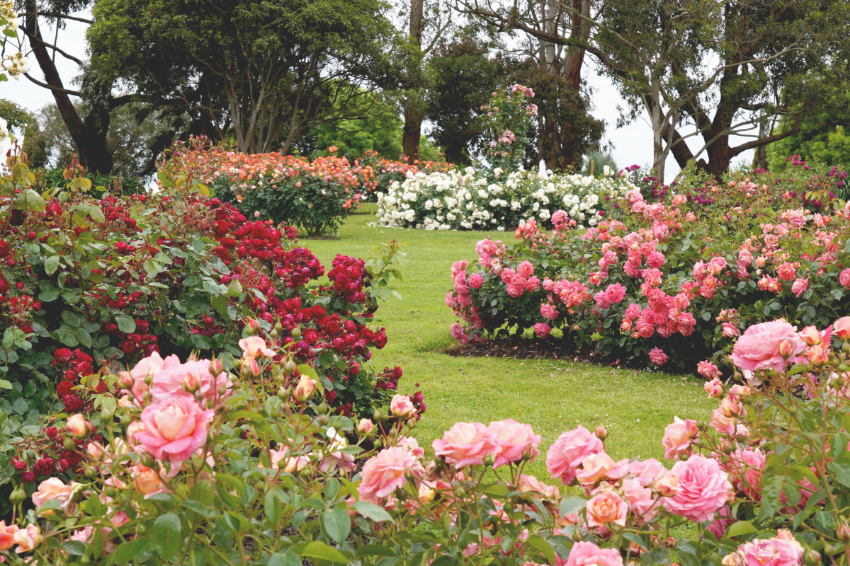 Hydrosol vs Essential Oils Explained — Why Rose Has Our Attention