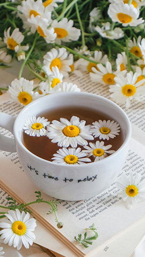 Roman Chamomile Tea & Flowers