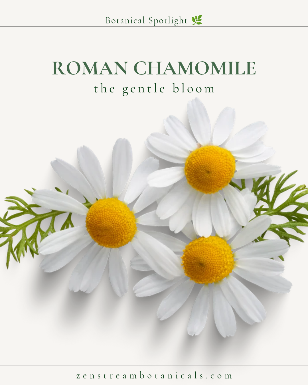 Roman Chamomile