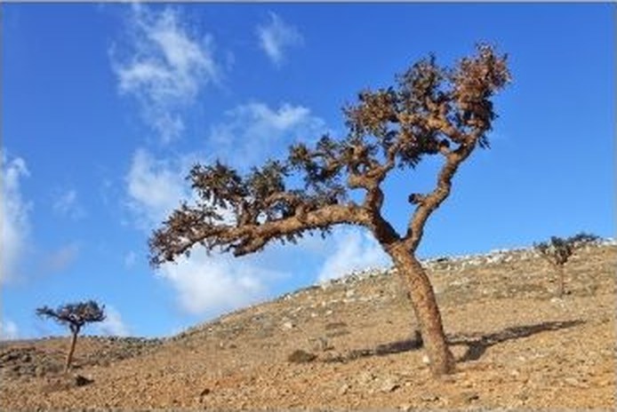 Boswellia tree on a dry, rocky hillside