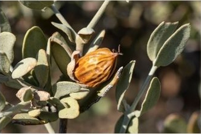 Jojoba seed on the desert shrub among gray-green leaves