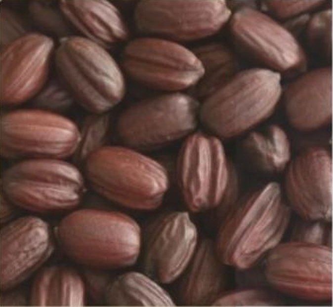 Close-up of brown jojoba seeds