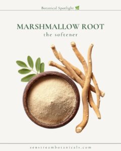 Marshmallow Root botanical spotlight
