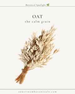 Oat botanical spotlight