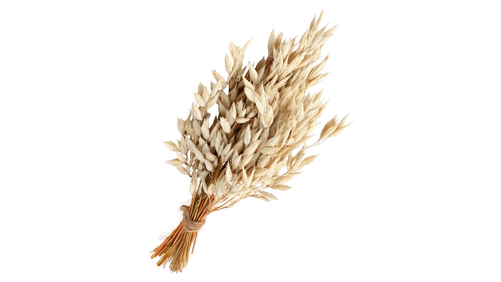 Bundle of dried golden oat stalks tied with twine