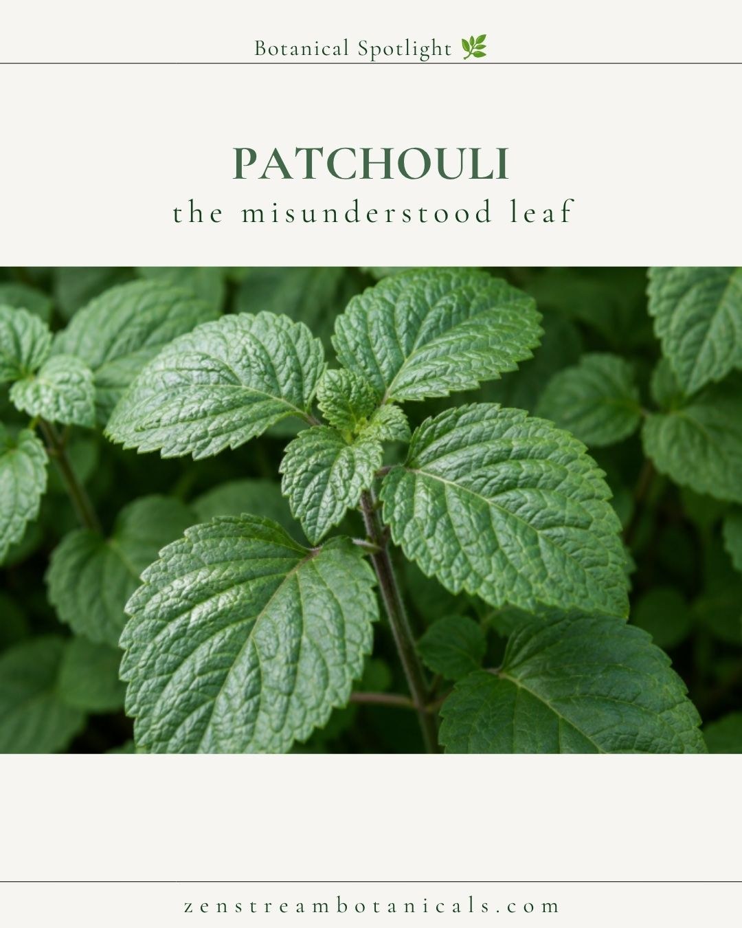Patchouli