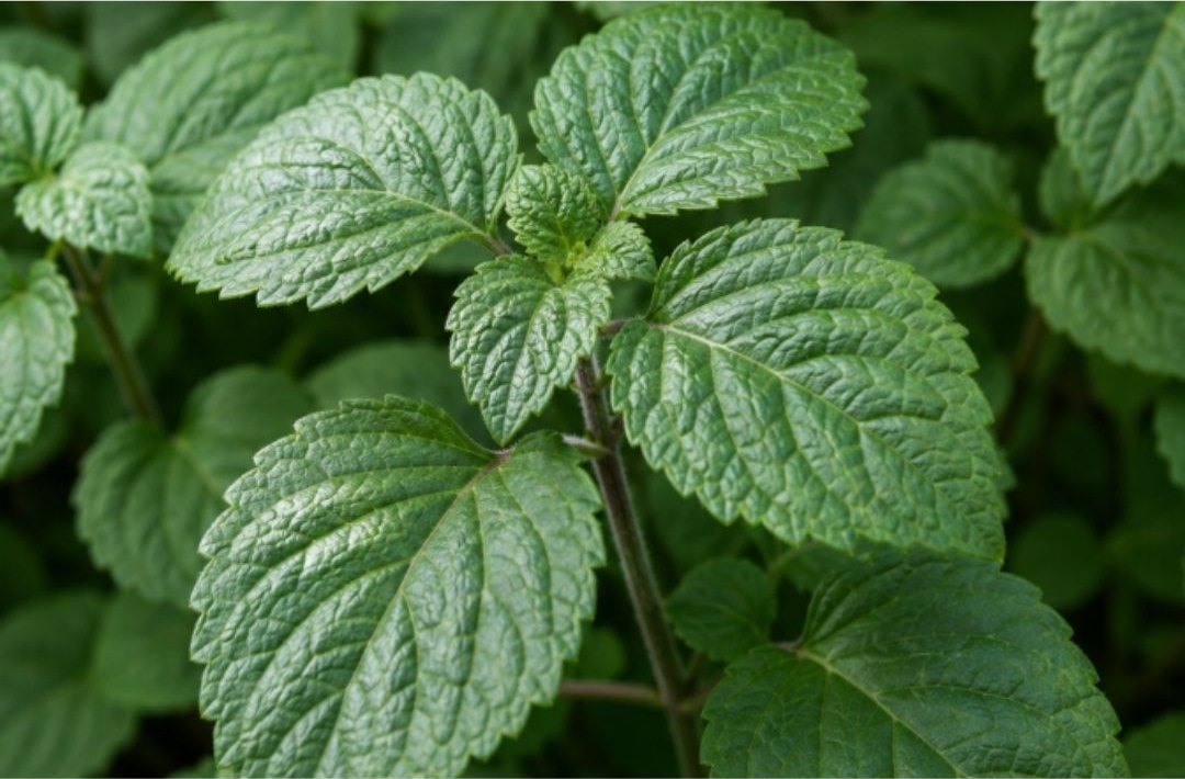 Fresh green patchouli leaves
