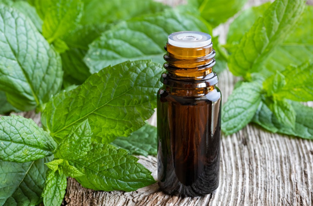Peppermint essential oil bottle among fresh mint leaves