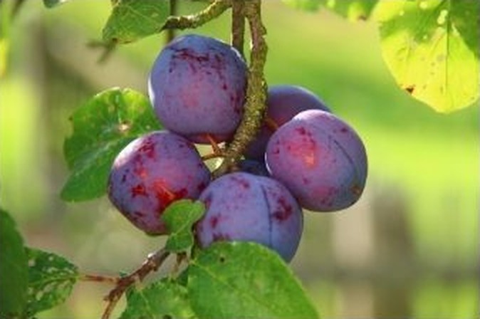 Cluster of ripe purple plums hanging on the branch