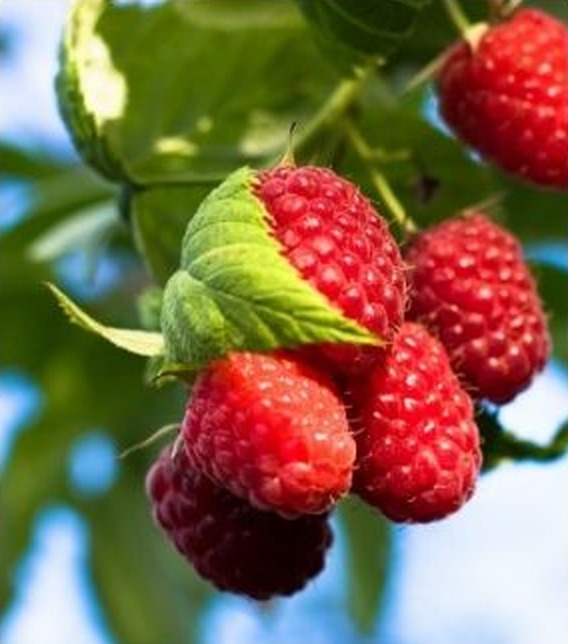 Ripe raspberries hanging from the cane against a blue sky