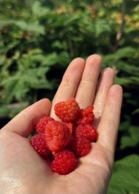 Handful of freshly picked red raspberries in front of the raspberry bush