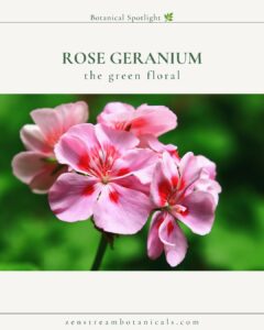 Rose Geranium botanical spotlight