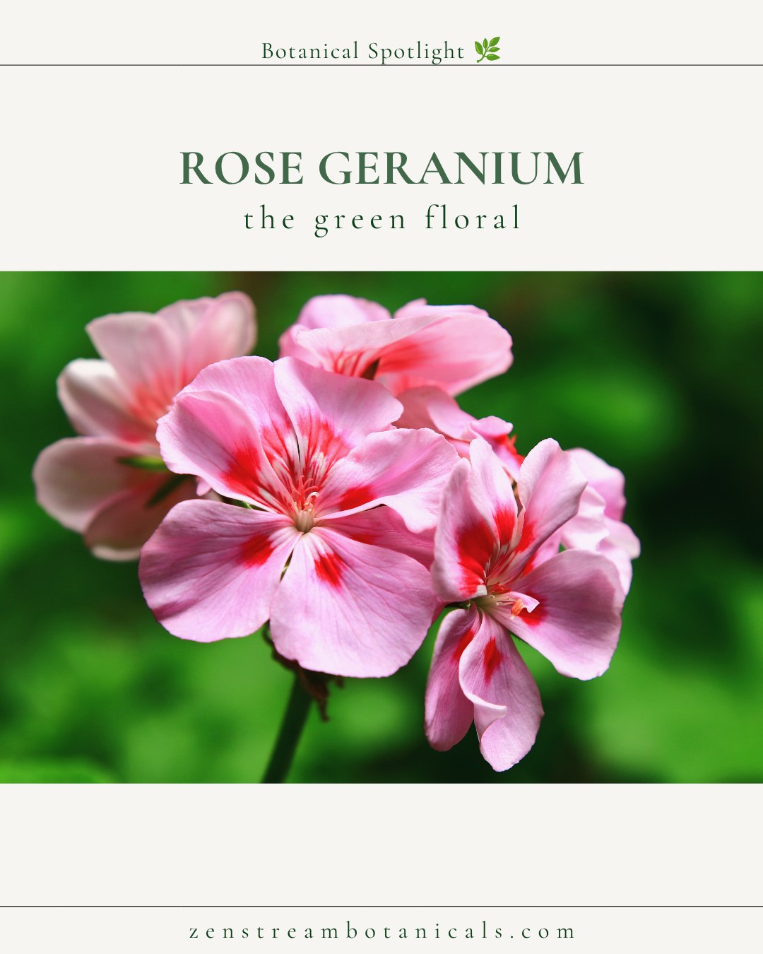 Rose Geranium