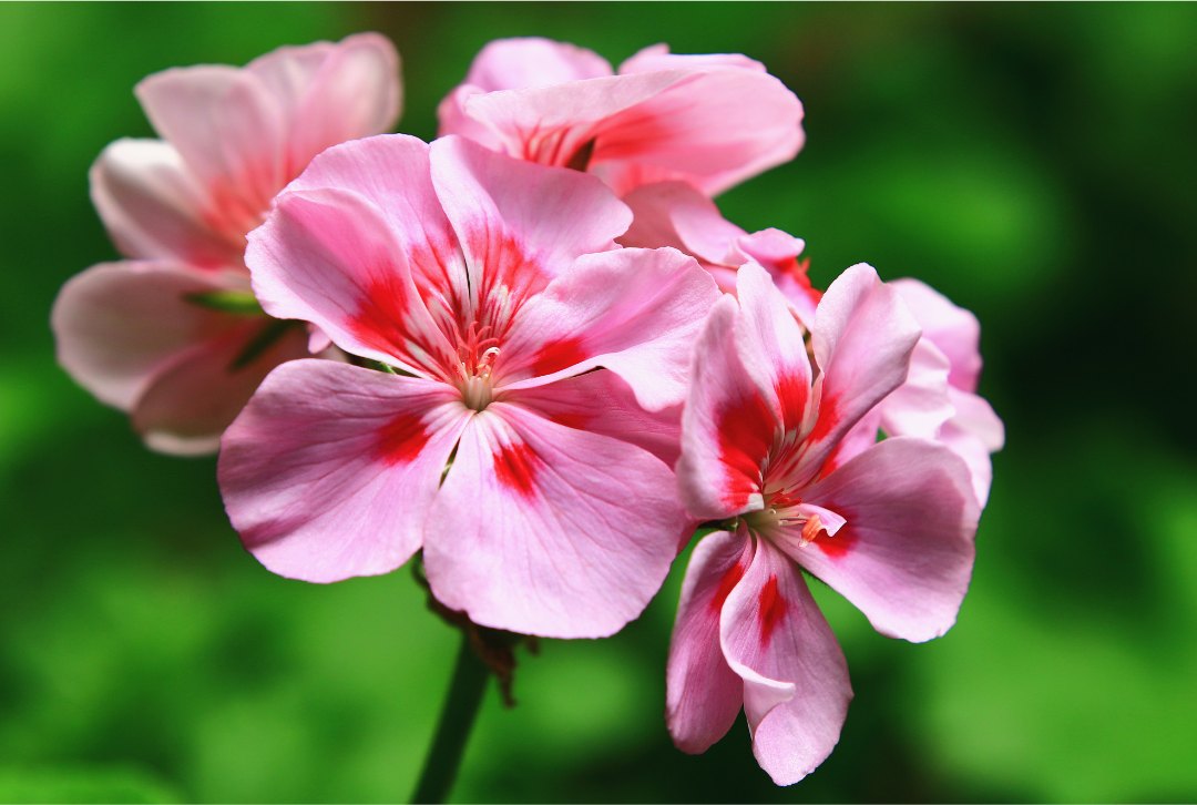 Pink rose geranium flowers against green leaves