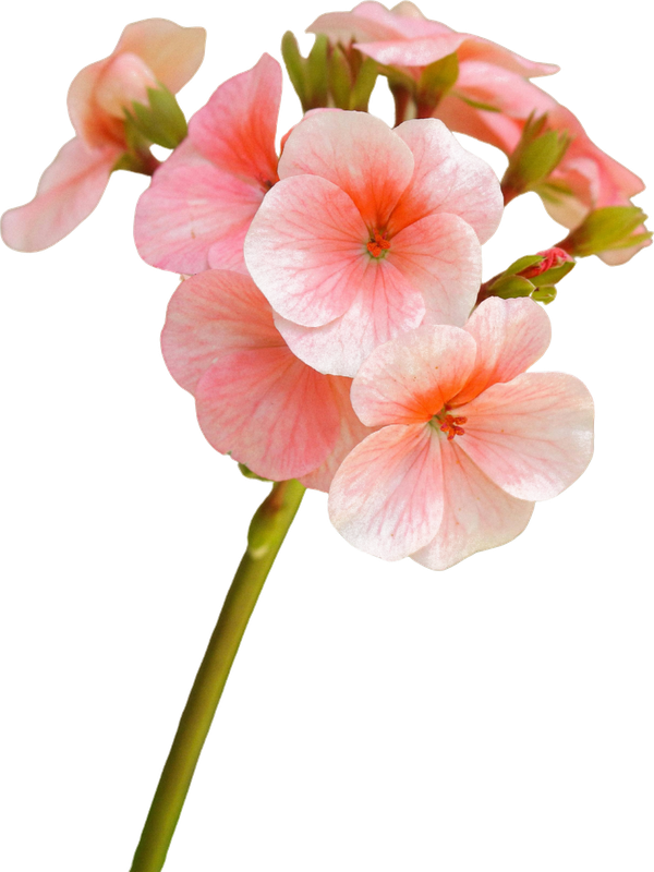 Rose geranium flower cluster on its stem