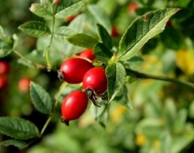 Bright red rosehips ripening on a wild rose branch