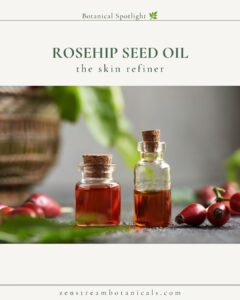 Rosehip botanical spotlight