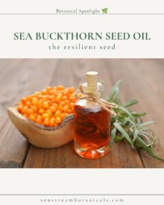 Sea Buckthorn botanical spotlight