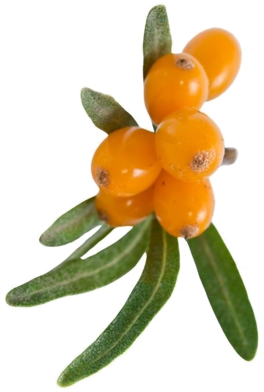 Sprig of orange sea buckthorn berries with narrow silvery-green leaves