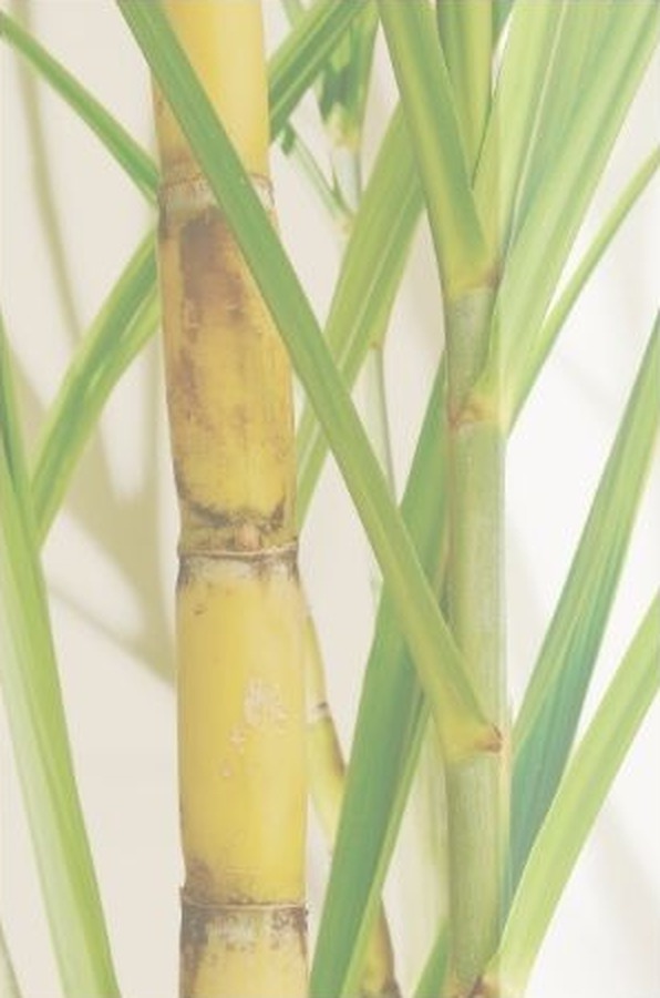 Stalks of sugarcane with long green leaves