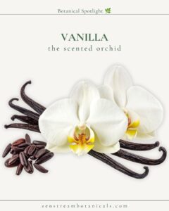 Vanilla botanical spotlight