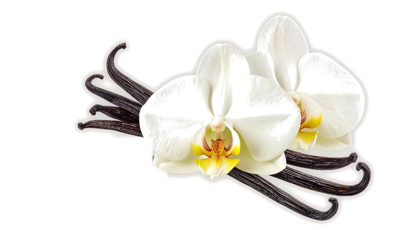White orchid blooms resting on cured vanilla pods