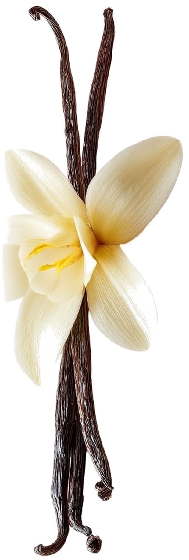 Two cured vanilla pods with a cream vanilla orchid flower